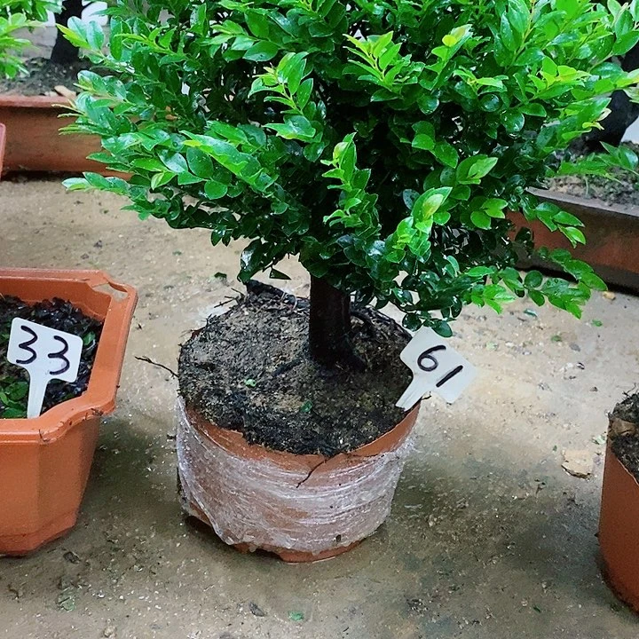 完全开放小叶紫檀