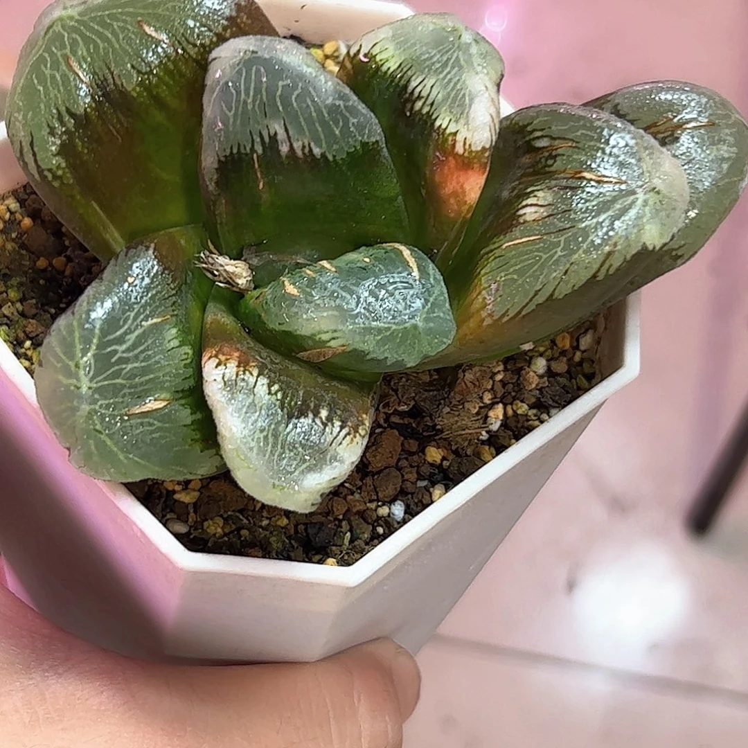 追求母本十二卷多肉植物