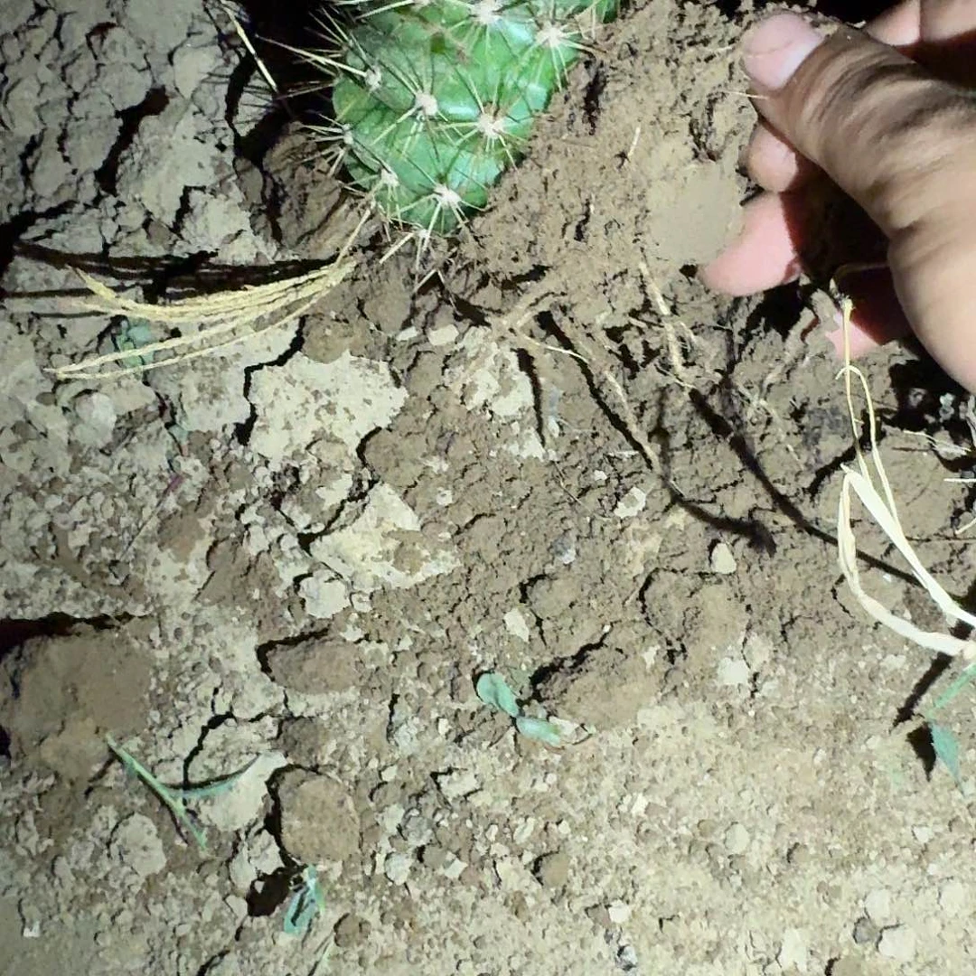 落雁根6公分左右毛花柱