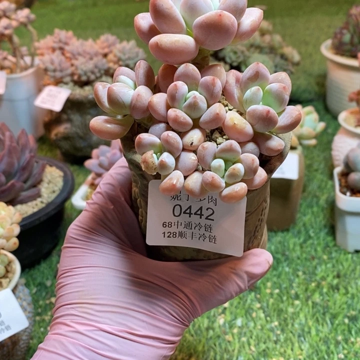 0442 不满68请拍冷链
