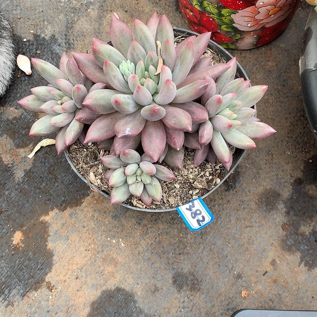 382水晶球 一物一拍多肉