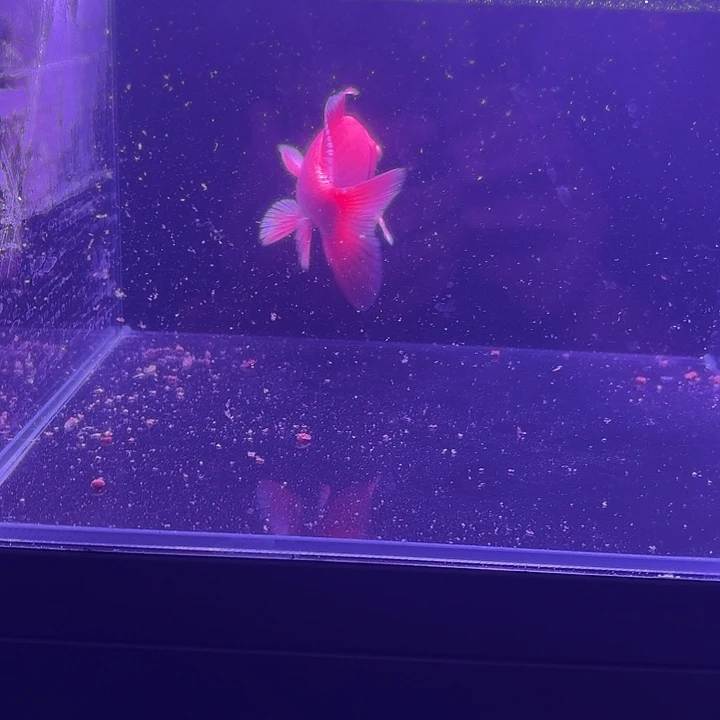 蝴蝶鲤7号蝴蝶鲤小缸