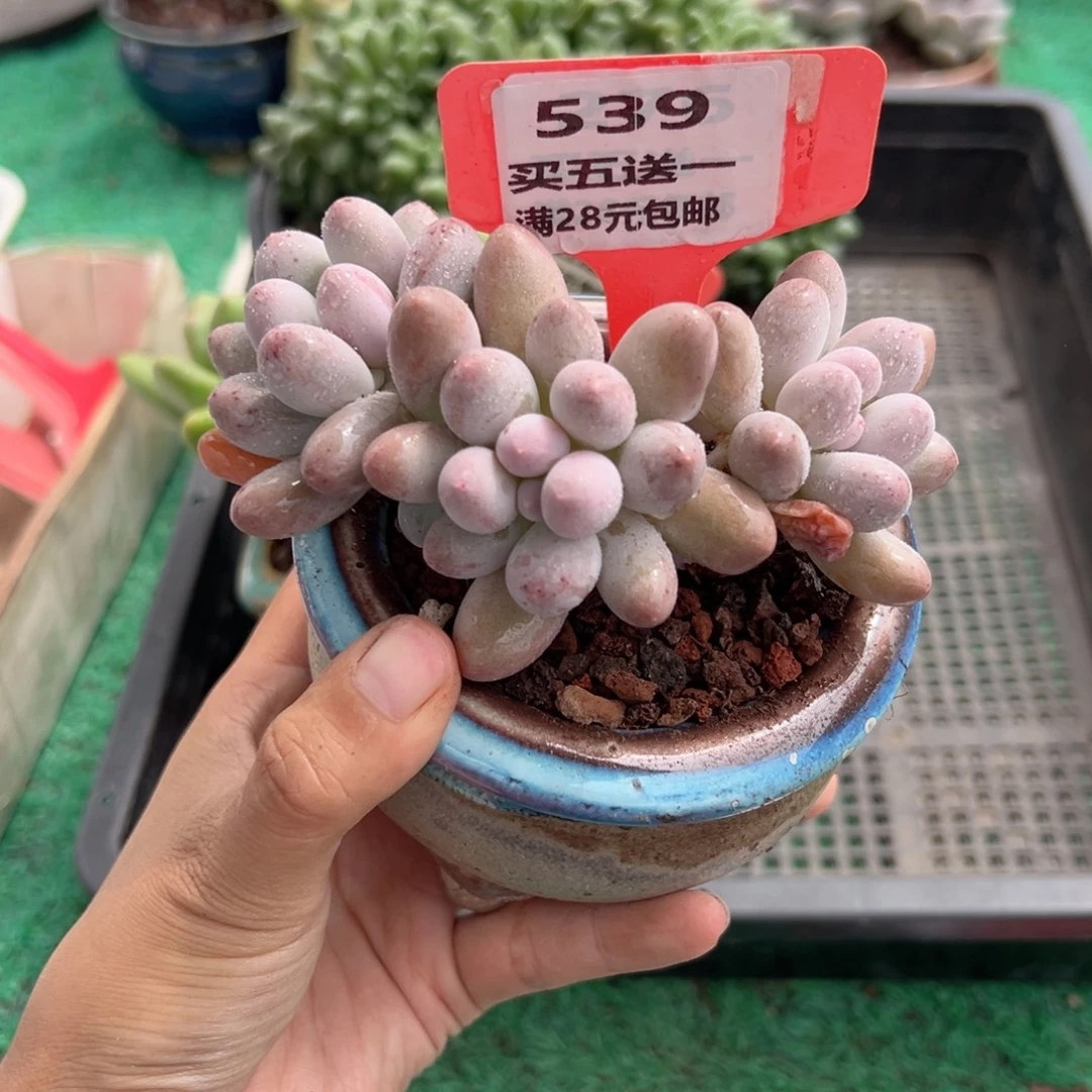表妹精品多肉植物539.