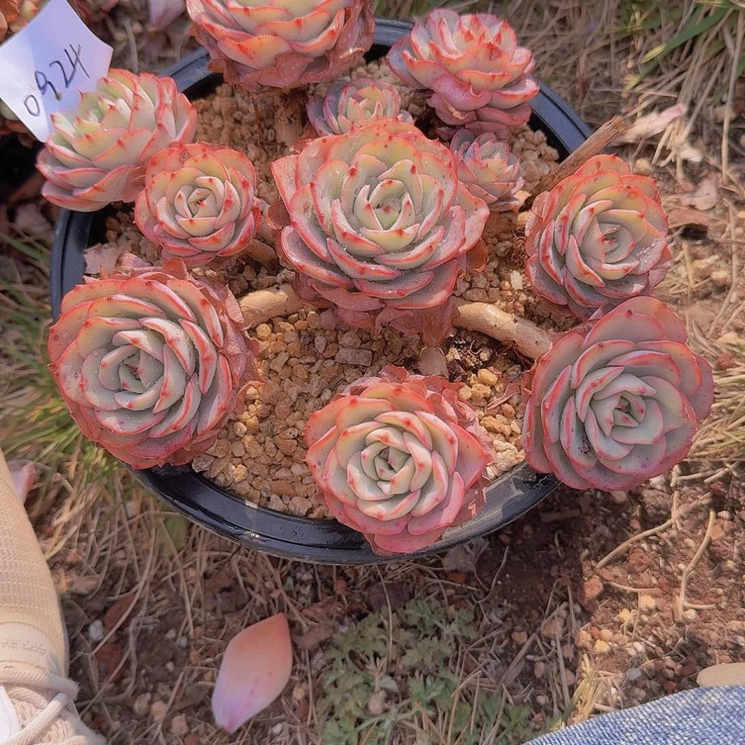 美*0924奶油黄桃多肉