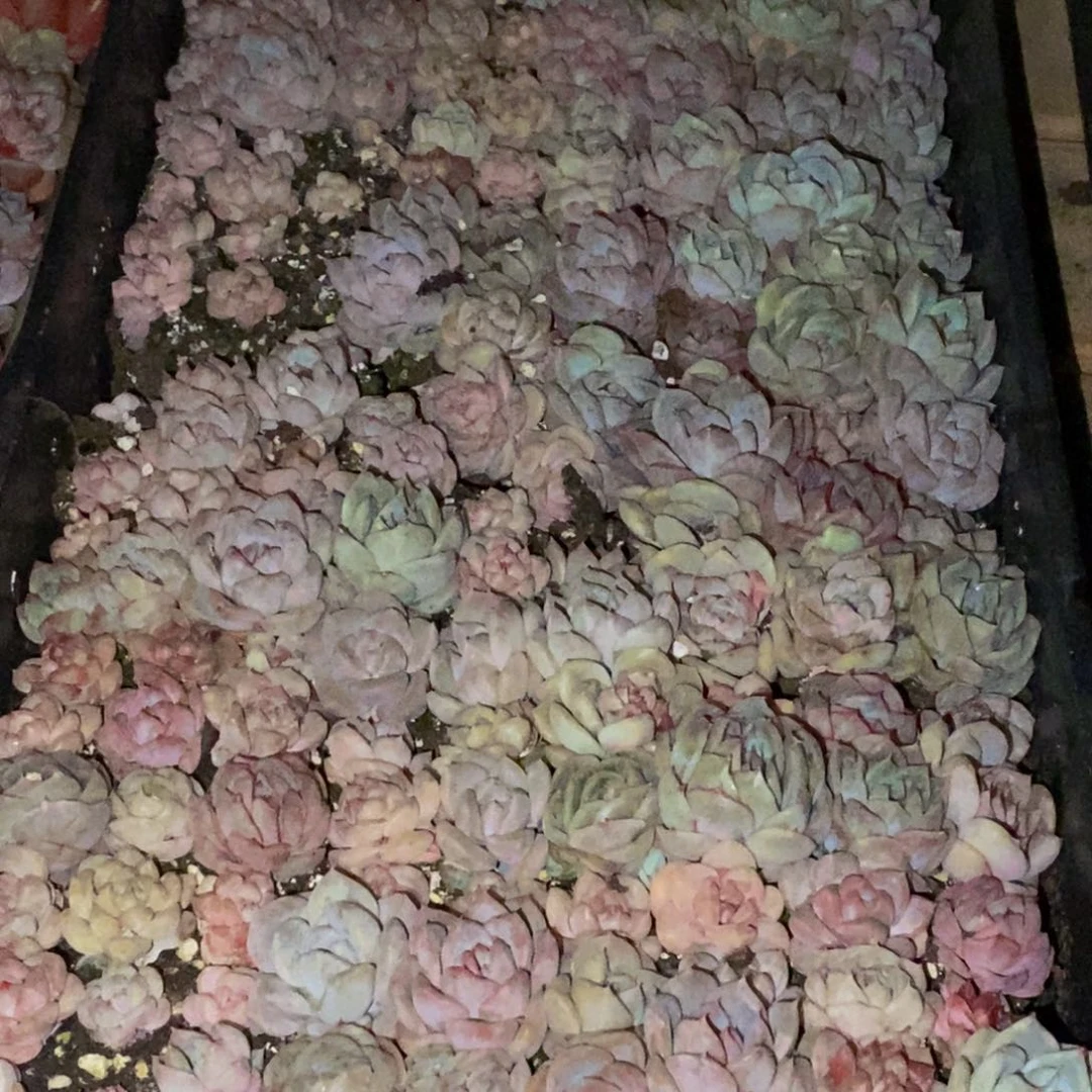 h****h887多肉植物保护研究所所长助理