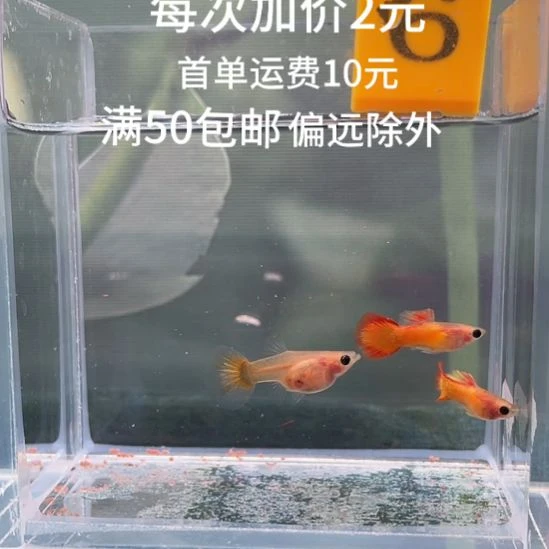 孔雀鱼6-落日玻璃猫两公一球母