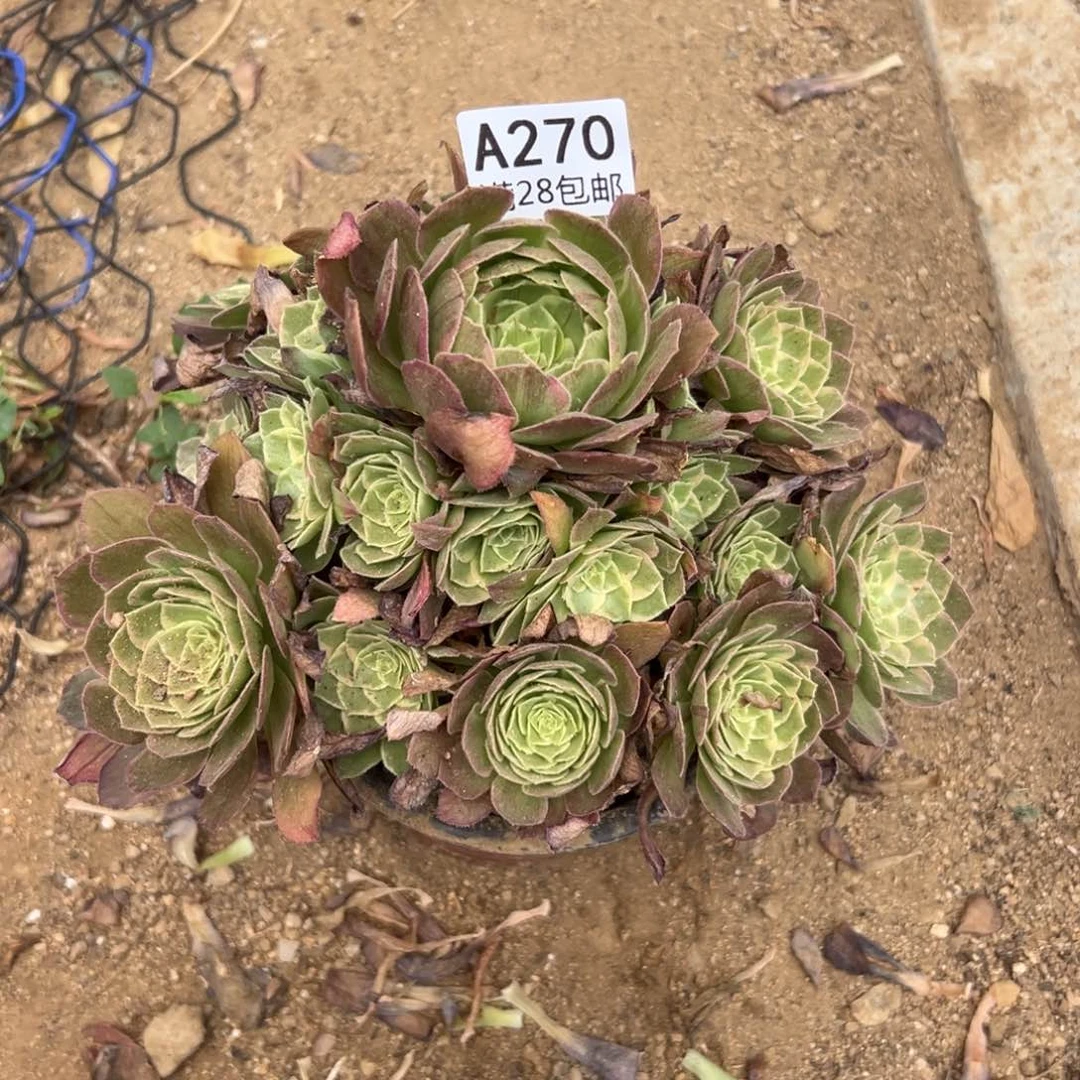 270多肉     水蜜桃