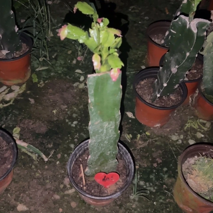 用***0当前无花栽培后可以开花荷花仙子1641