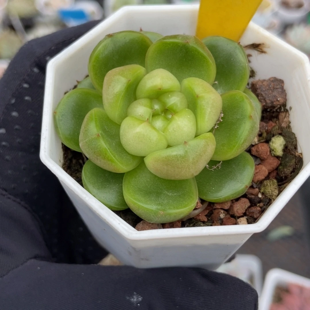 799莱拉珍妮多肉植物t