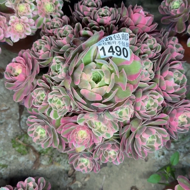 1490女郎多肉植物