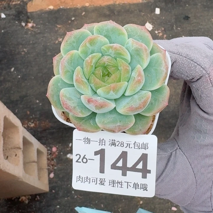 无尽灯无盆土发货多