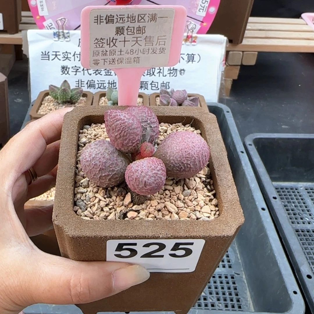 525糖果多肉植物