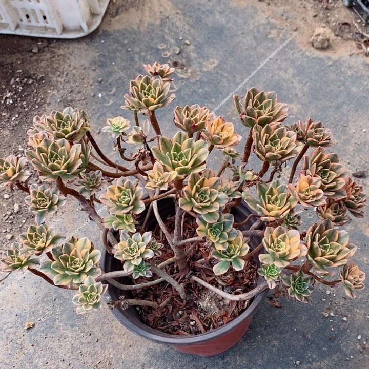 甜茶多肉葡萄多糖