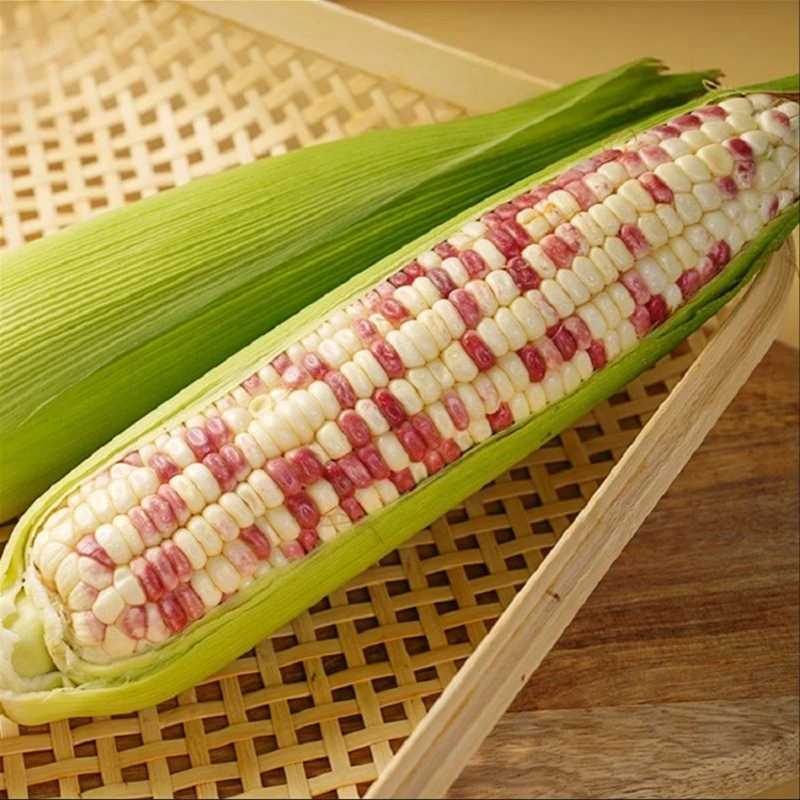 傣族花糯彩色小玉米 一斤花糯玉米云南省