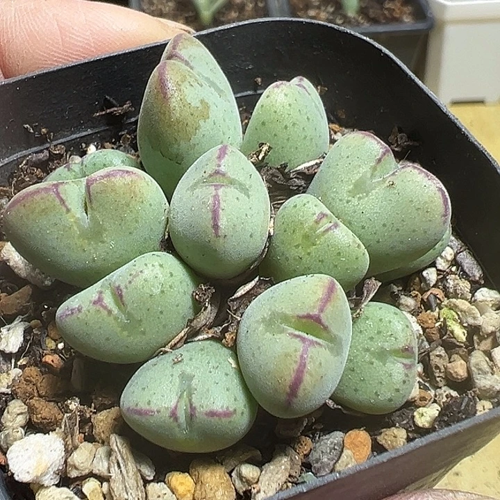 869号特价少将多肉植物