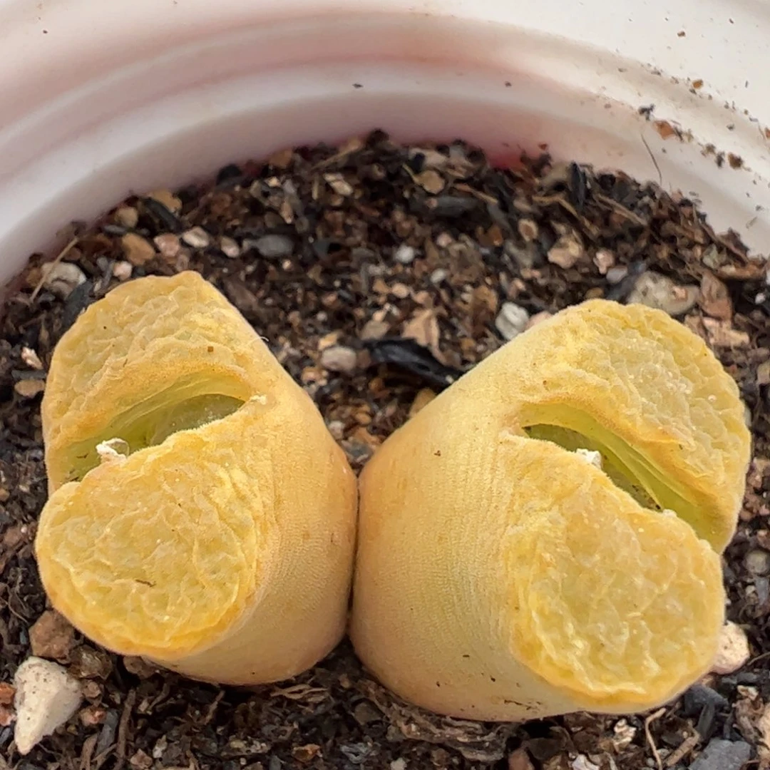 橙蛋糕母本多肉植物百科