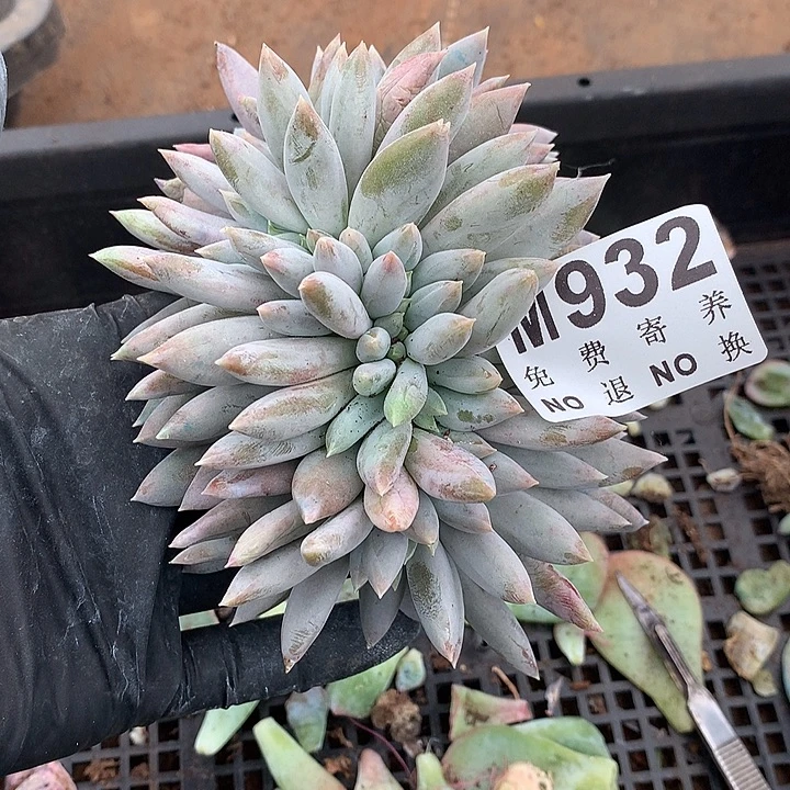 彩体哥特缀化 嫁接没有根