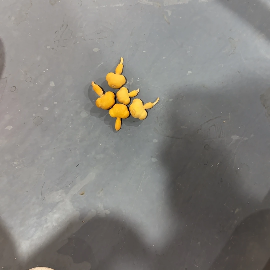 K***y木5个8块的红包和大卡