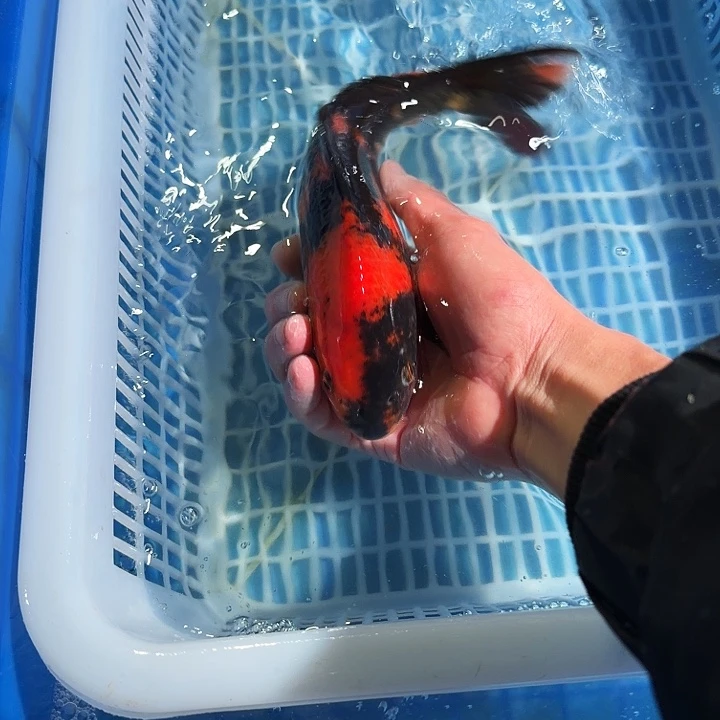 海水鱼锦鲤锦鲤锦鲤锦鲤