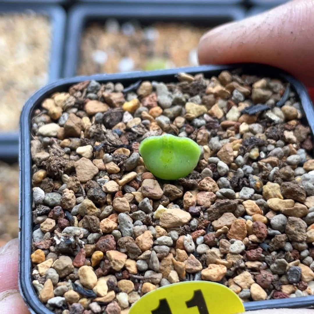 .**.多肉单头优选空蝉一棵 热爱