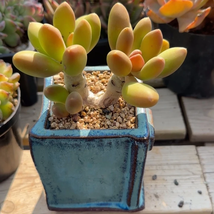 芒果奶酪五十包邮老桩多肉