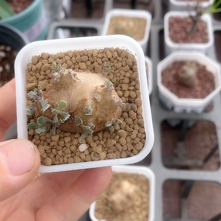 为***吹003格加厚墩菊块根