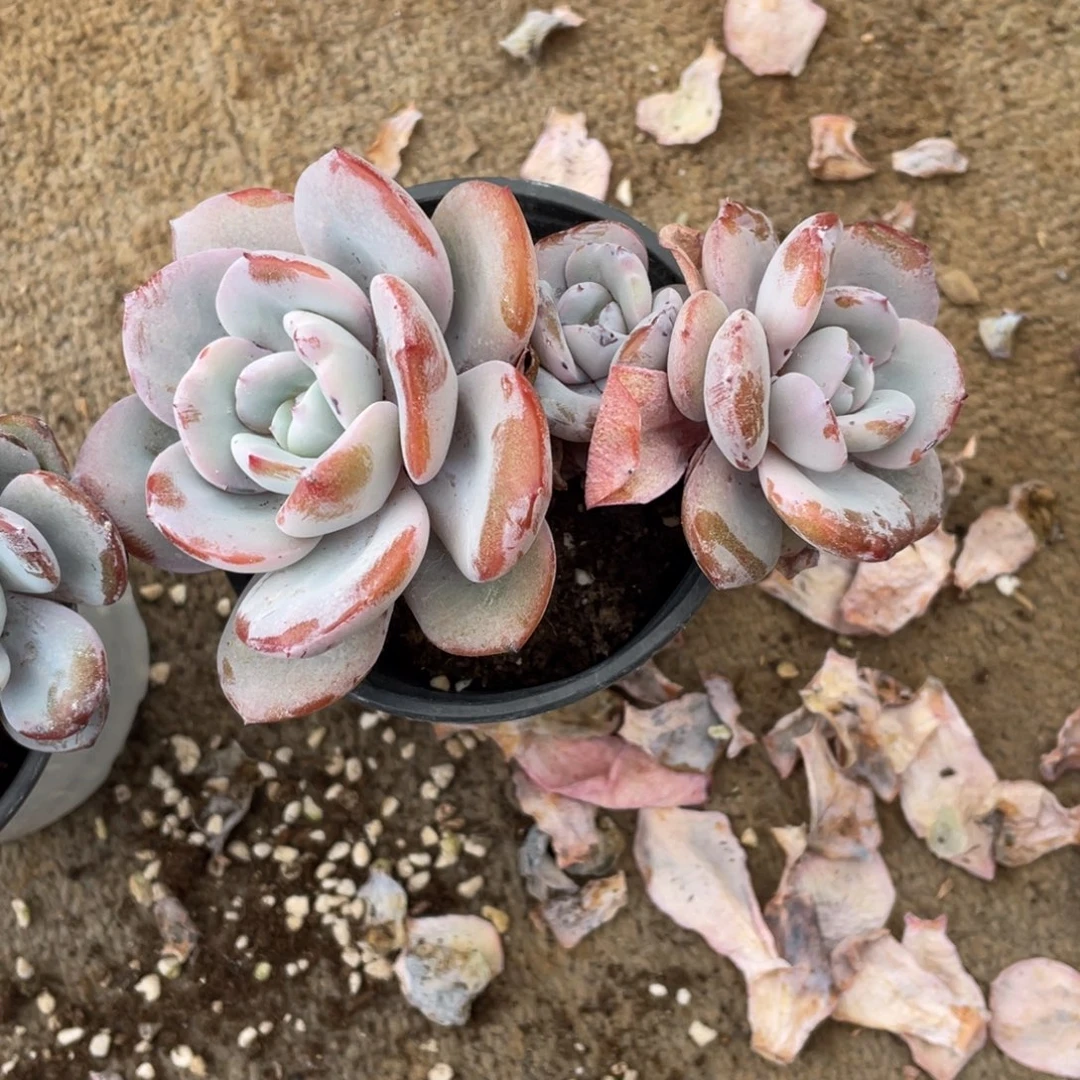 韩版奶茶冠幅12 公分一物一拍