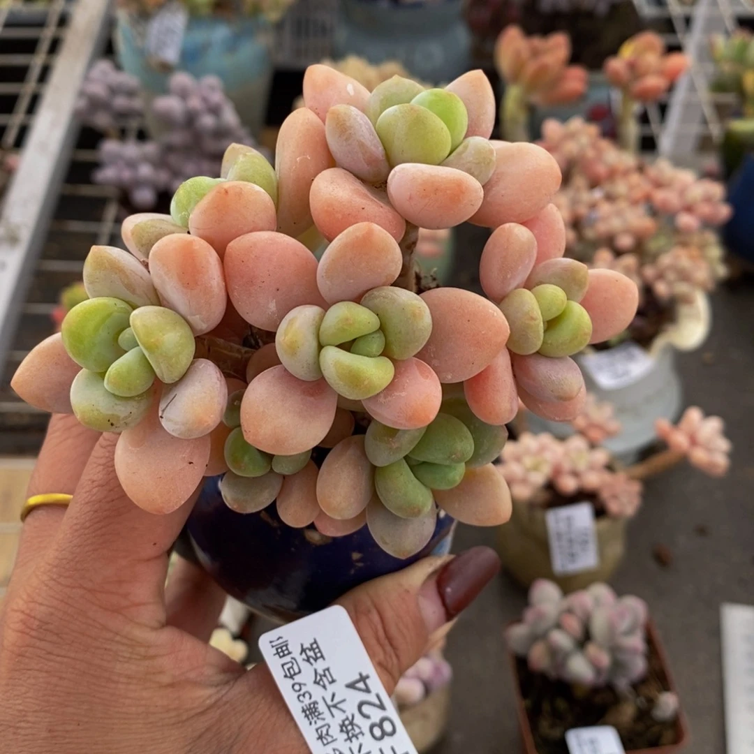 香水洛神724/7c m