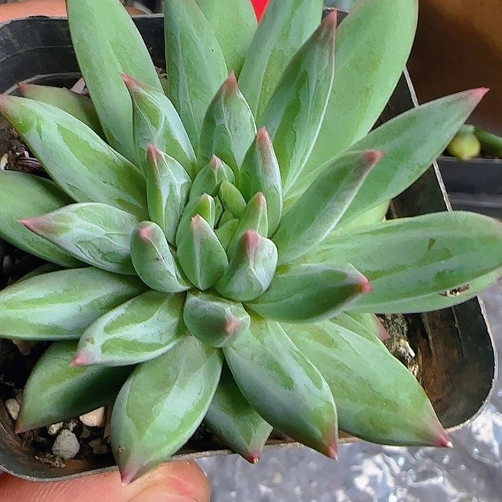 优选美人597多肉植物