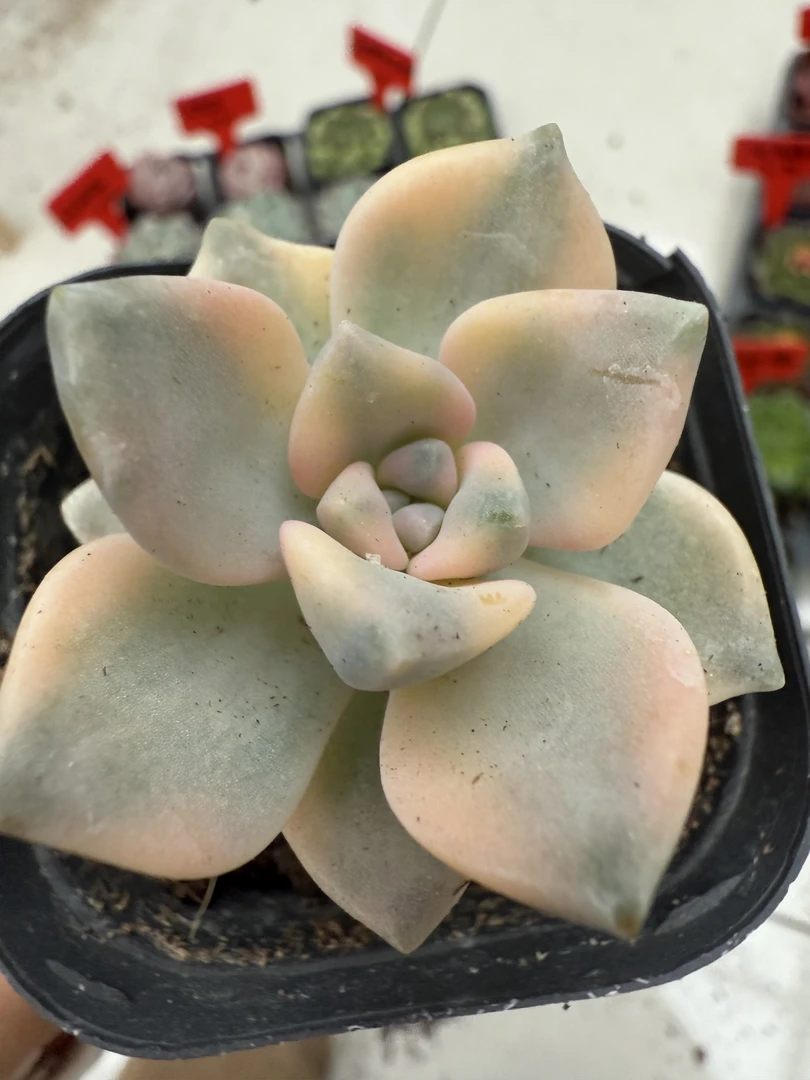 满9.9包邮精品美杏锦多肉植物
