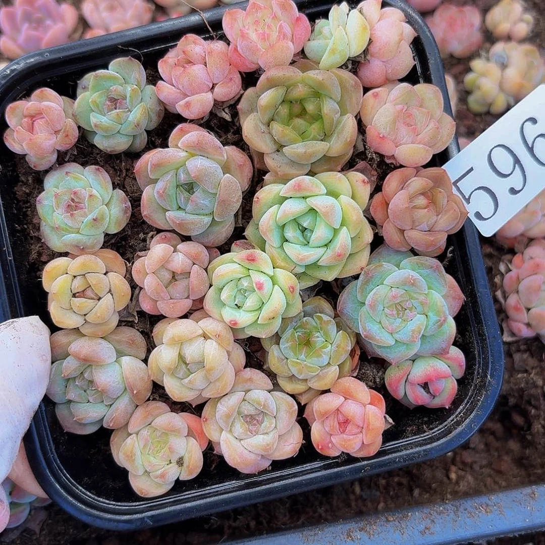 多肉植物多肉植物596