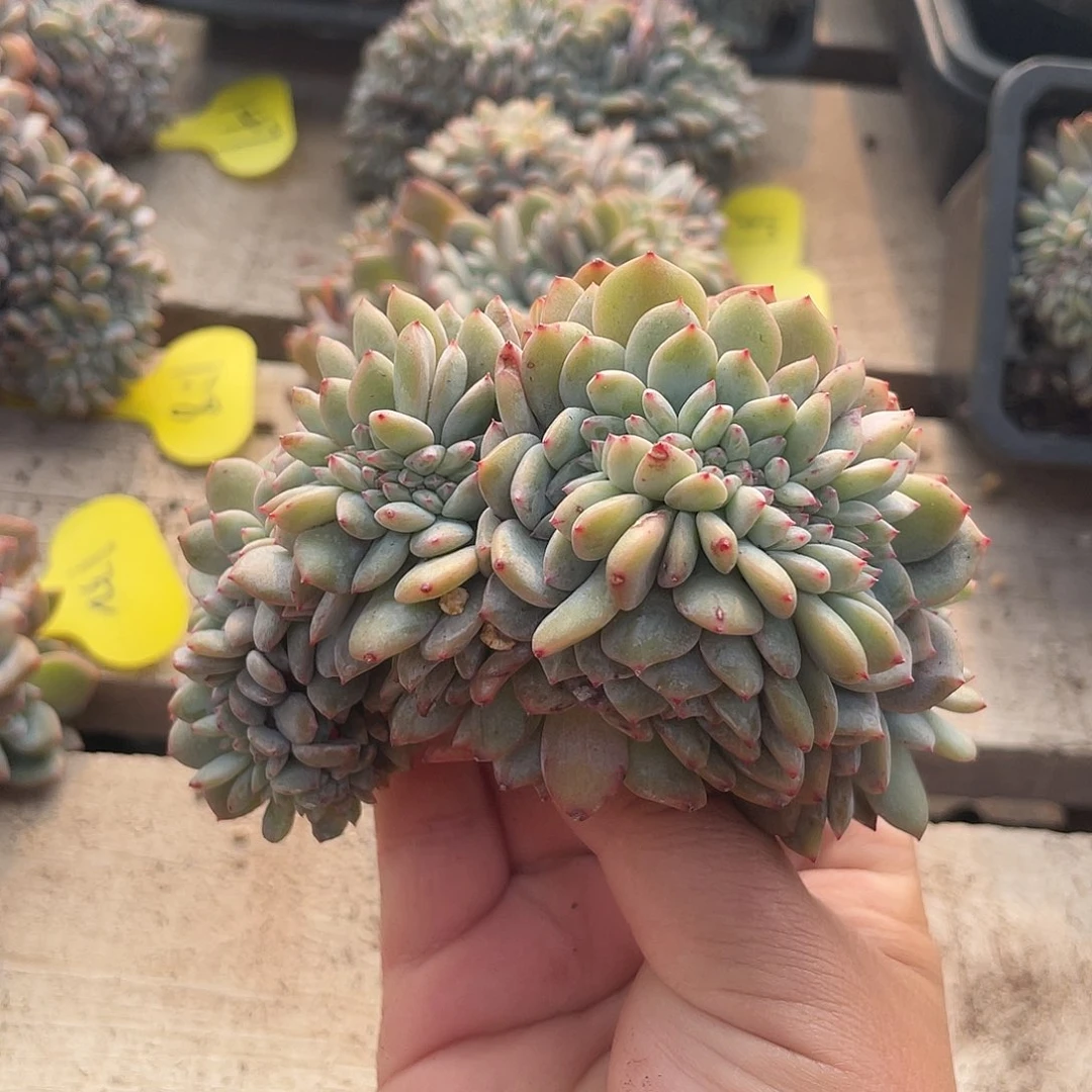 实生石榴子星影缀化166