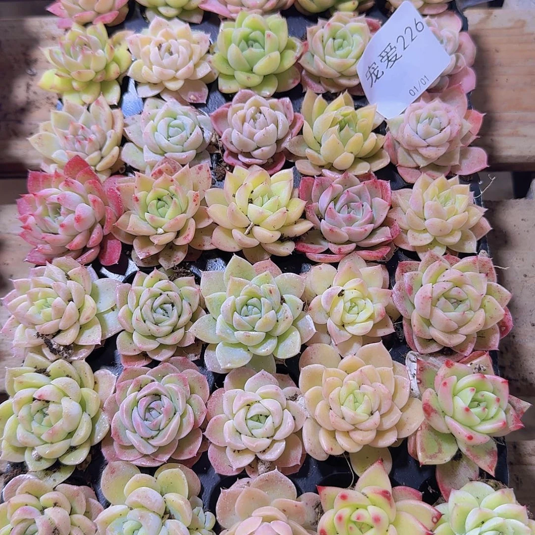 直播福利一物一拍226