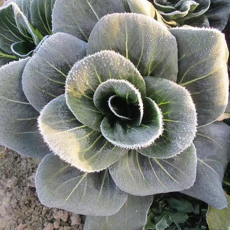 【顺丰包邮】农家新鲜黑叶青菜太湖菜霜冻苏州青菜油菜现摘现发