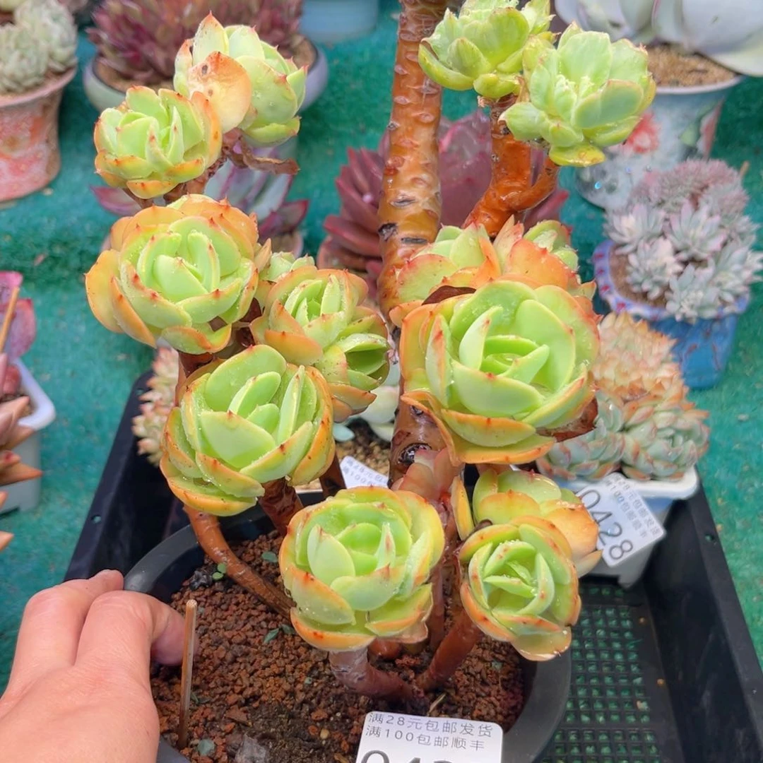 L**y大0433/）cv b b m m m m m