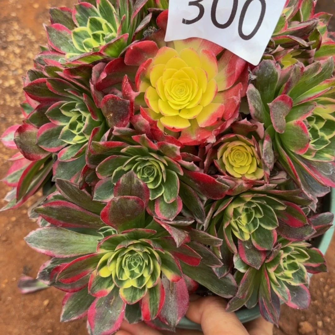 哈哈多肉葡萄福利300