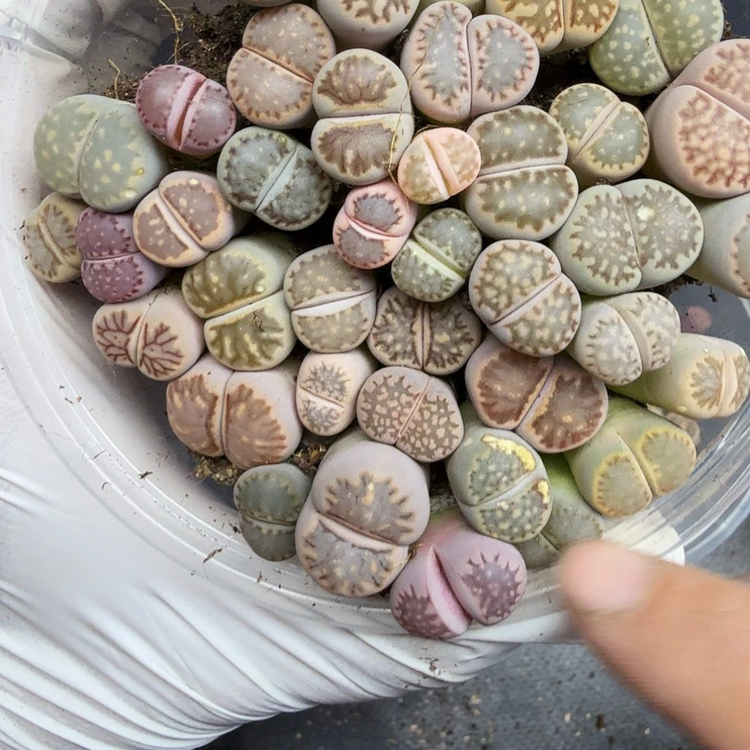 我就去看看这本了呀150