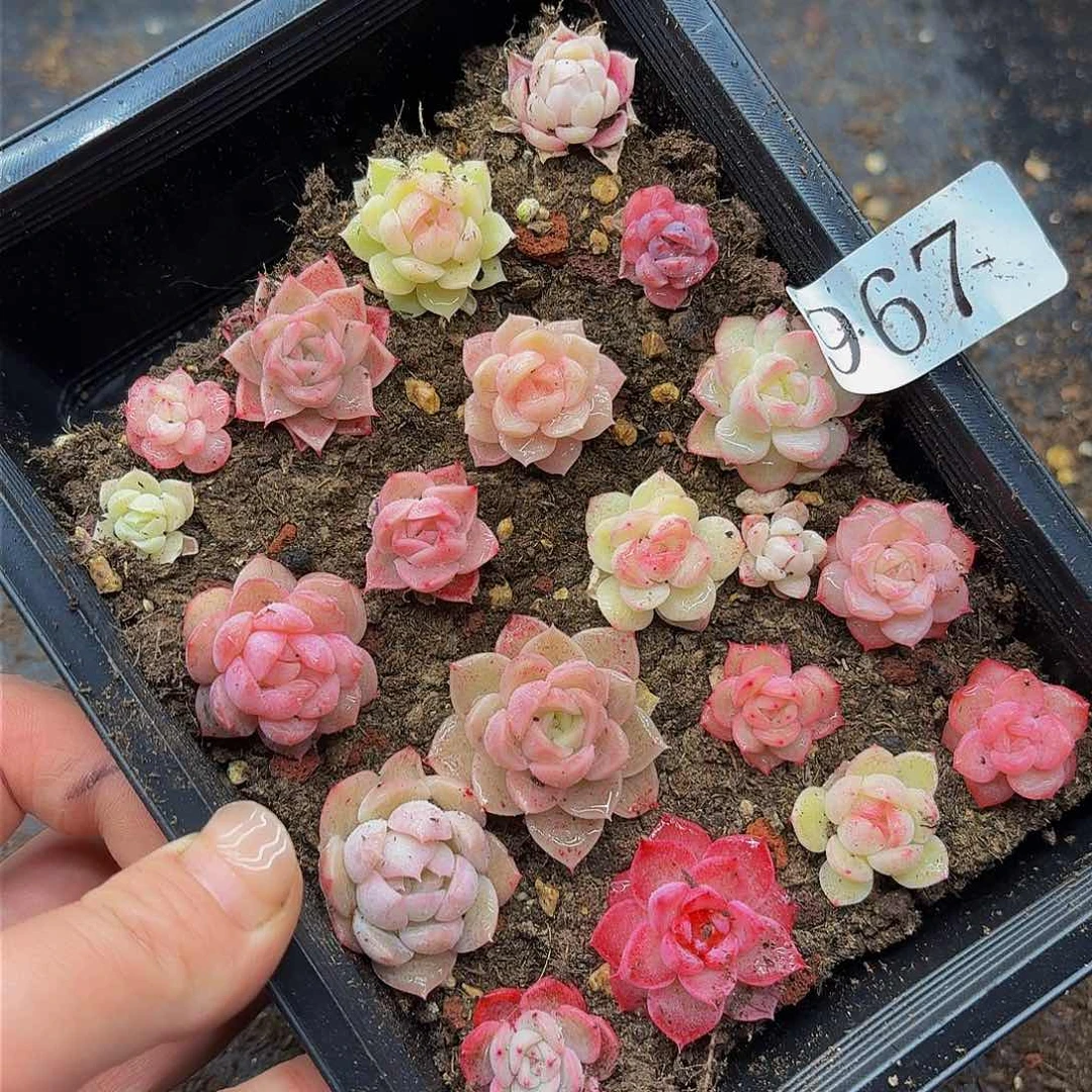 多肉植物多肉植物967