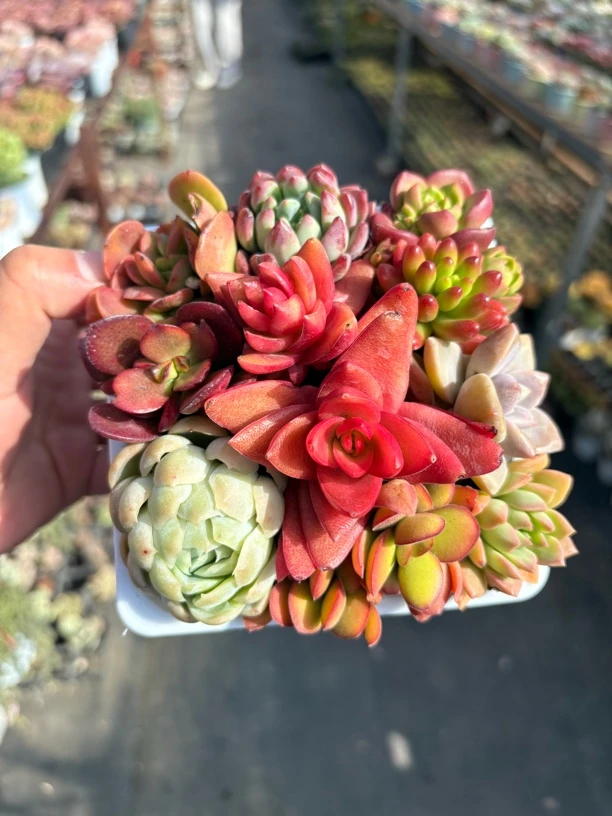 多肉彩色拼盘12㎝盆 只发新疆一单包邮
