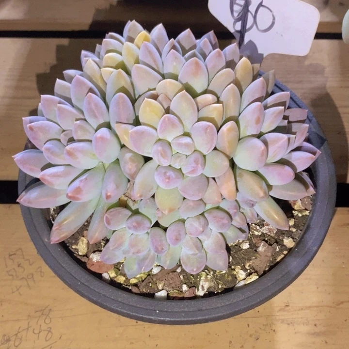 这么大岁数怎么会长