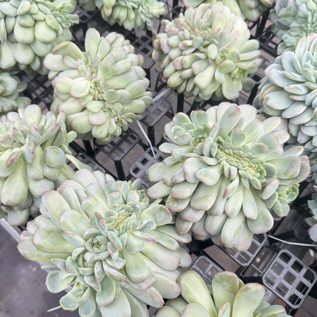 嫁接精品红色恋人缀化