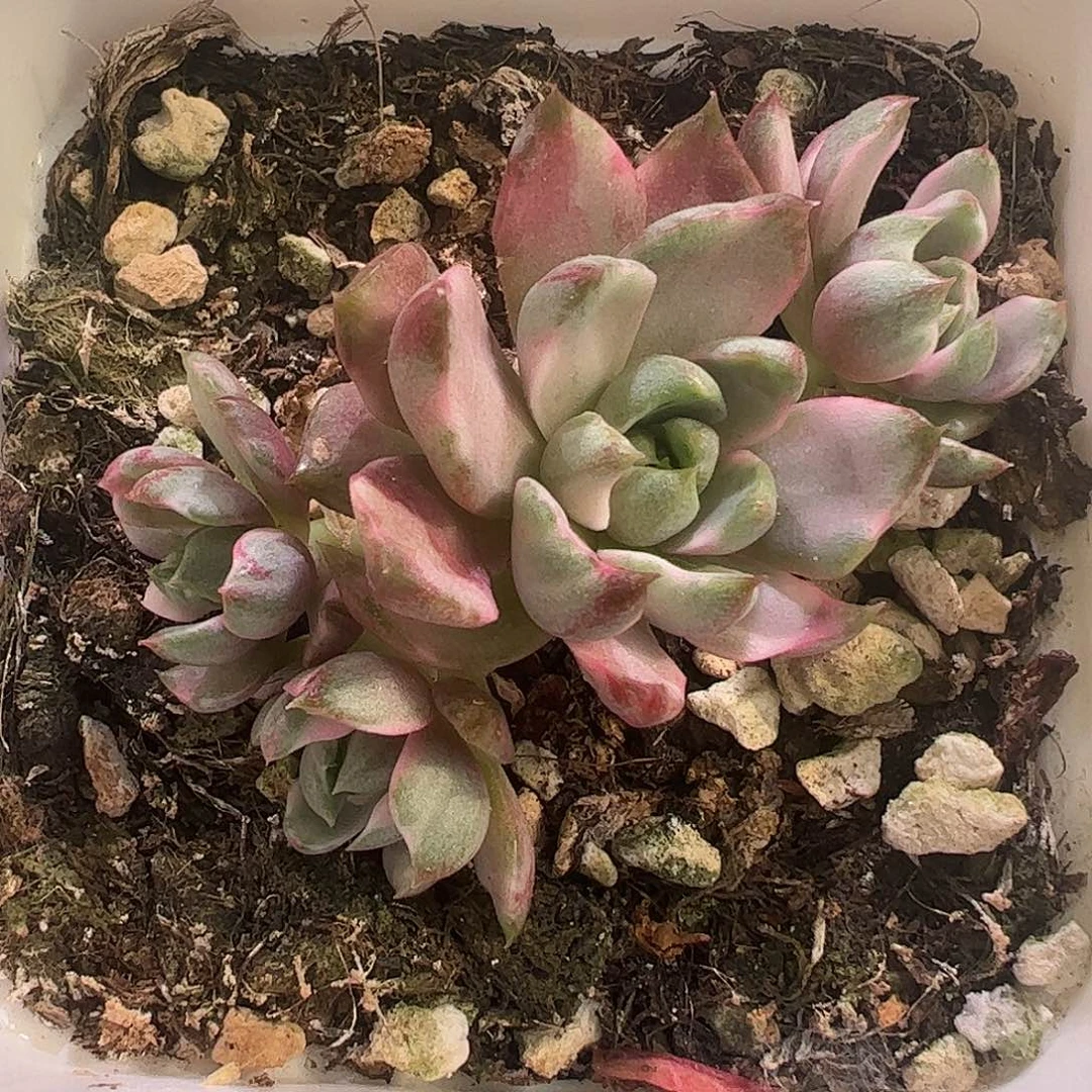 用****2多肉植物多肉植物