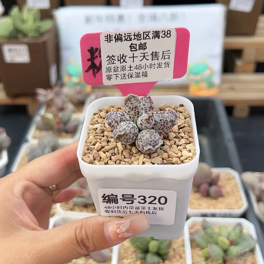 320达摩海豹多肉植物