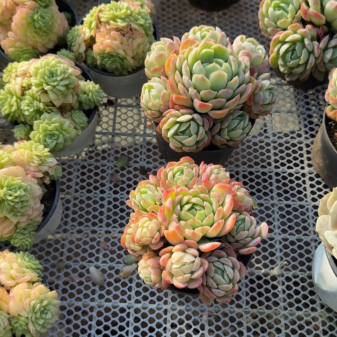 香水贝瑞多肉植物