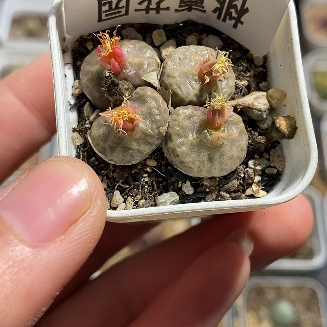 1006-112-烧卖超福利。