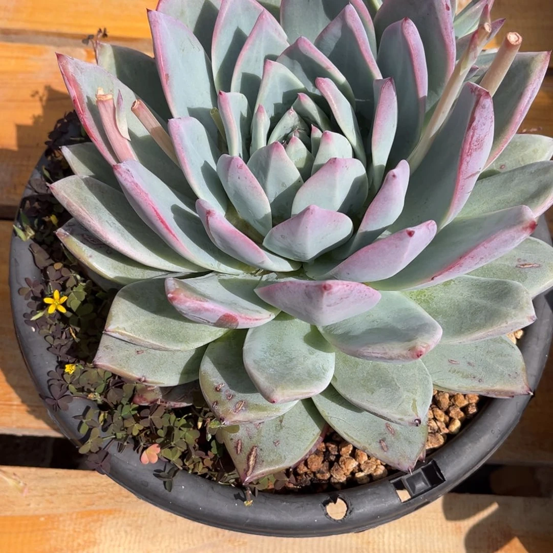 多肉植物多肉植物