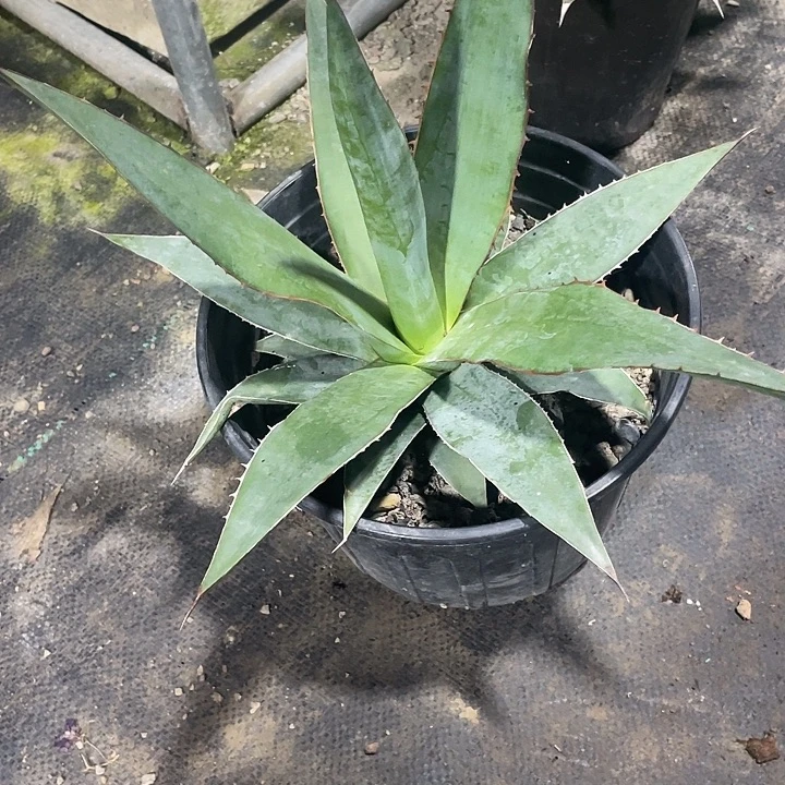 无花朵印花龙467899