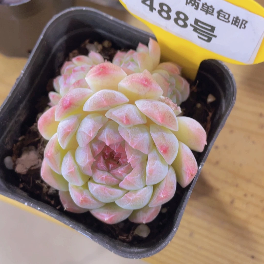 488号 白透糖心白桃汽水多头