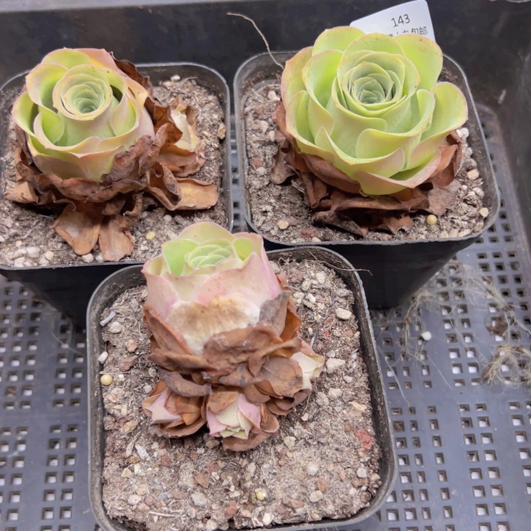 143 侧牙掉了不包损无售后