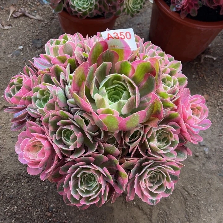 无花朵粉女巫350多肉植物